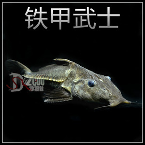 铁甲武士活体/普铁/长须铁甲武士/观赏鱼 热带鱼 大型鱼鲶鱼