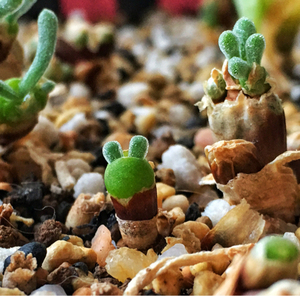 多肉植物 番杏科 碧光环老桩 小桩 小兔子枝干番杏