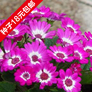 瓜叶菊种子包邮