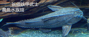 晨鱼水族馆南美大型鱼鲶鱼长须铁甲武士艾尔温尼活体观赏鱼热带鱼