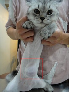 专业成都上门服务猫猫 猫咪脐疝手术  体重5kg内包干价