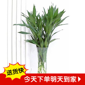 花叶富贵竹图片