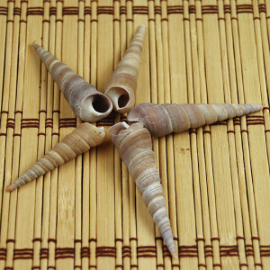 小锥螺 贝壳海螺黑锥子螺5-6厘米鱼缸水族造景地台墙贴装饰 尖螺