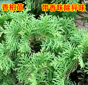 香柏苗 香柏树苗 香味树苗 药用香柏 稀有植物 趣味绿植 珍贵植物