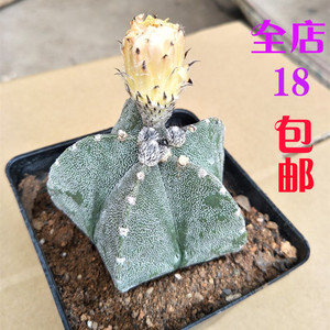 【五角鸾凤玉】落地 直径7cm 稀有品种 仙人球 多肉 银沙碧琉璃