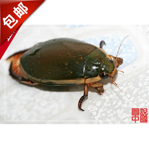 龙虱金边龙虱水鳖虫射尿龟水龟子水蟑螂大麦虫卵黄粉虫种活体鱼苗