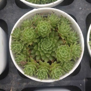 打折包邮,迷你卷娟多肉植物防辐射