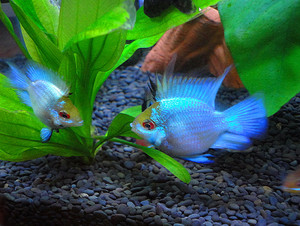 宝蓝凤凰球阿凡达波子大帆宝蓝球 种鱼公母短鲷观赏热带鱼宠物鱼