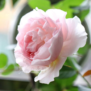 经典月季 谢莉尔 月季 新品