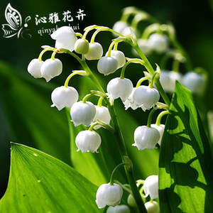 铃兰花苗当年