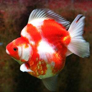 【镏金金鱼】镏金金鱼品牌,价格 - 阿里巴巴