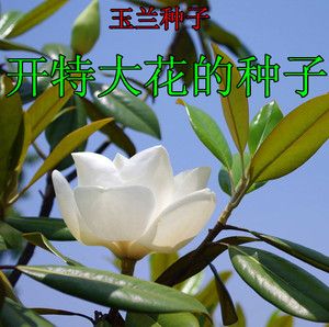 玉兰种子 白玉兰,木兰,玉兰花,玉树,望春,应春花 玉堂春
