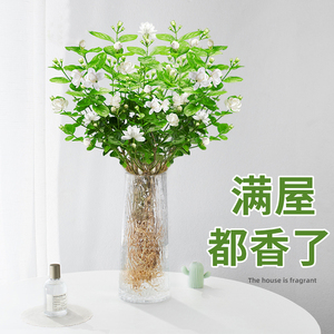 懒吊钟水培九里香人马水养醉木盆栽秋冬室内{绿植花卉植物桌面