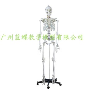 身70cm人体骨骼模型人体模型成人脊白H骷髅教学 小椎 全1骨架教具