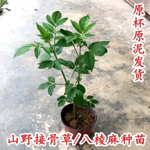 舒筋树苗