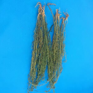 云南九龙草珍珠草酒仙草小星宿草野生f草绿珊瑚撒花一颗针泡酒料