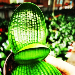 长春正道精选君子兰 国宝级珍珠王一号子代苗 宽圆头y蜡膜花脸麻