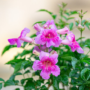 570人付款淘宝c4d室外观赏藤曼爬山虎花藤植物3d模型素材 oc渲染 带