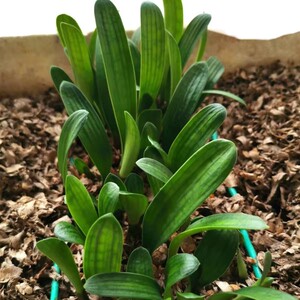 君子兰毛兰南非串精品花t苗窄叶细叶长叶高端名贵室内绿植盆栽