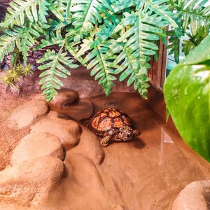 黄缘龟陆龟半水龟造景乌龟缸橡木实木智能排水景观饲养箱可定制