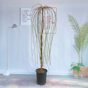 迎春花植盆栽四季老桩别型探春大型垂吊盆景o花园苗物造墅庭院耐