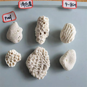 精品珊瑚石小缸海水造景用虫纹脑纹珊瑚石白色桌面小摆件装饰石头