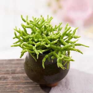 木偶人猿恋苇多肉植物y肉肉植物绿植花卉室内盆栽