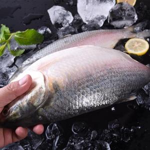 新鲜鲥鱼 三鲜之一 t养殖鲥鱼 新鲜冷冻1斤-1.2斤