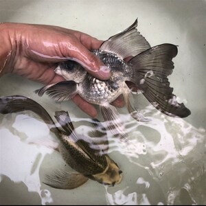 重金属蝴蝶鲤冷水鱼台湾锦鲤球体熊猫古铜古金龙凤大鳍大尾冷水鱼