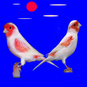 大红袍活椒红玉鸟芙蓉辣马赛x克小丑小格白玉鸟金丝雀黄玉鸟体包