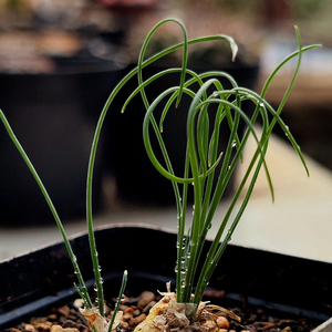 块根超卷海带弹簧草多肉奇特植物花卉绿植阳台趣味美观冬季容易养