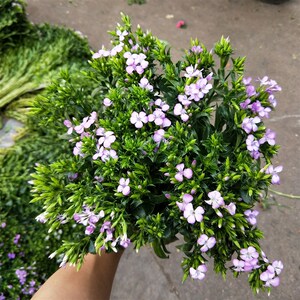 鲜花相思梅直批鲜切花相z思梅石竹梅紫色白色青梅百搭配花