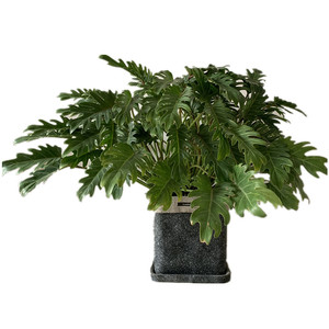 小天使 仙羽蔓绿绒 春羽 水培土c培室内观叶植物绿植盆栽净化空