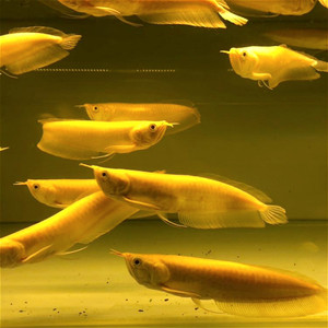 红眼白子黄化银龙新加坡s进口观赏鱼赤瞳血艳大型热带龙鱼包邮包