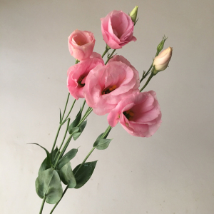 洋桔梗花鲜花