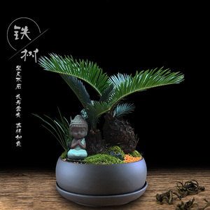 苔藓石山铁树盆栽室内植物好养易活客厅玄关大型绿植开业苏铁盆景