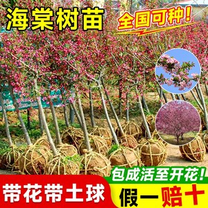 垂丝海棠花树苗大树庭院地栽高杆西府花苗门前旺宅耐寒名贵风景树