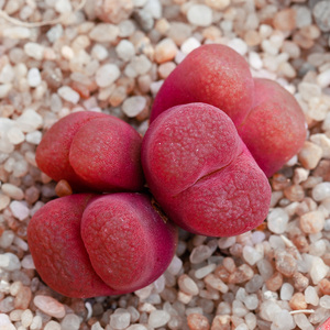 红宝石1804毛汉尼5年6年肉锥番d杏科生石花pp花植物阳台爱萌多肉