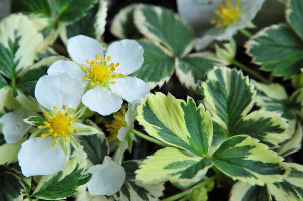 花叶植物:彩叶水芹火烈鸟 oenanthe javanica flamingo