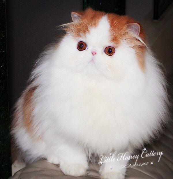 小甜心猫舍种猫欣赏国外引进赛级红白梵纹异国短毛猫加菲猫