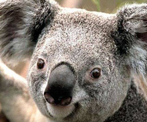 淘宝天猫店铺销量数据查询预估