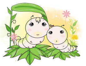 天然金丝蚕宝宝