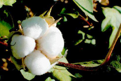 棉花朵家纺四件套全棉纯棉三件套床上用品1.5m1.8m2.0m双人简约