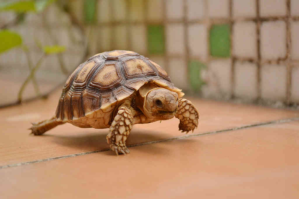 陆龟活体素食龟宠物龟新手龟1022cm只吃青菜不吃肉不是草龟特价