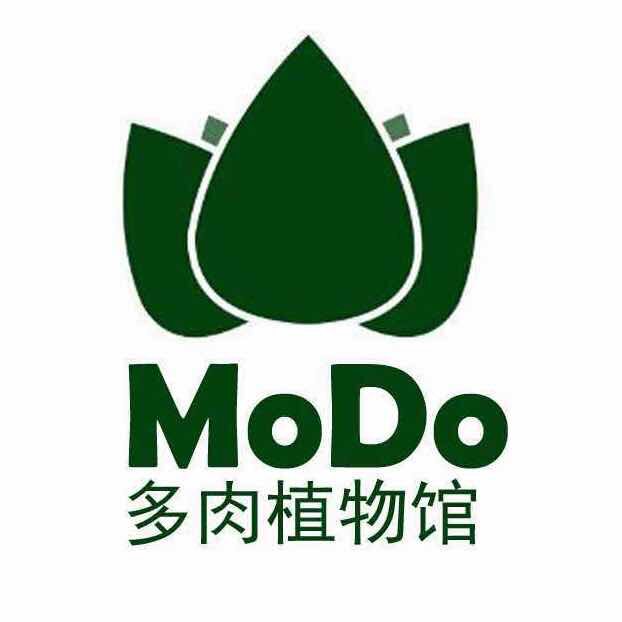 modo多肉植物馆丸叶罗琦群生老桩 韩国进口多肉一物一拍