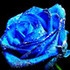 蓝姬  Blue Rose