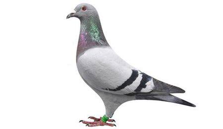 包邮戏剧戏曲加大厚穗马鞭京剧豫剧越剧专业藤条骑马表演用品道具