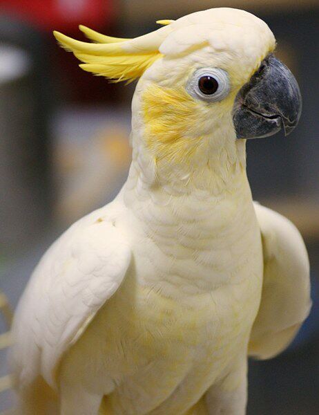 七彩文鸟 芙蓉鸟 金丝雀鸟 珍珠鸟芙蓉鸟玉鸟食混合鸟食鸟粮饲料