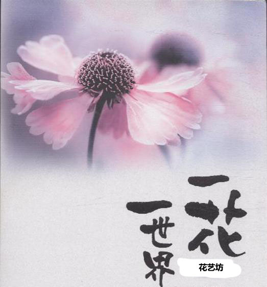 一花一世界花艺坊