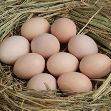 新鲜农家散养土鸡蛋纯天然自养当天草笨鸡蛋林下柴鸡蛋40枚包邮